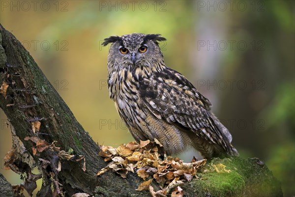 Eurasian eagle-owl (Bubo bubo)