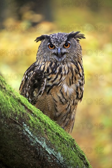 Eurasian eagle-owl (Bubo bubo)