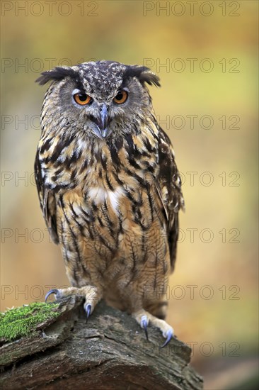 Eurasian eagle-owl (Bubo bubo)