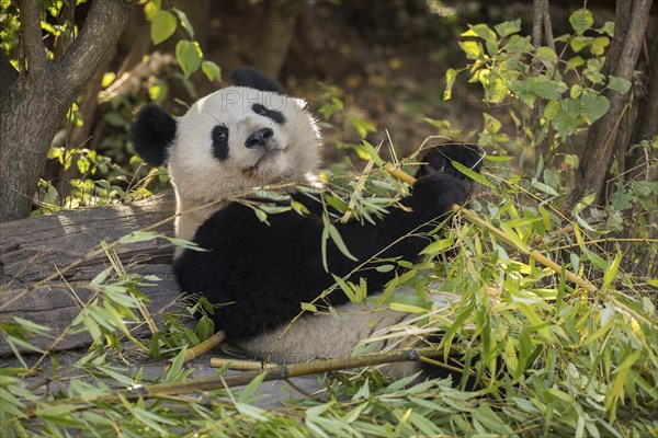 Giant panda (Ailuropoda melanoleuca)