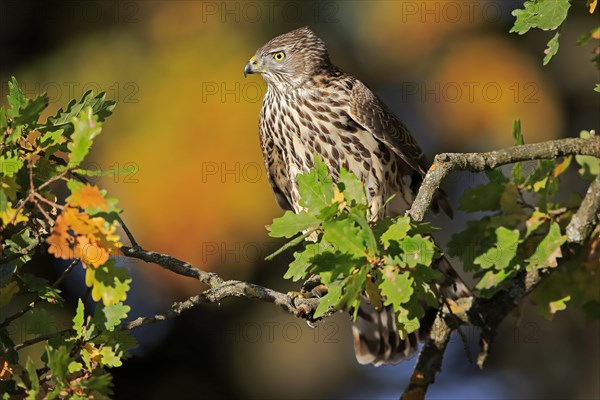 Steppe buzzard (Buteo buteo)