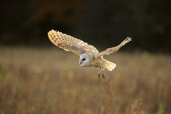 Common barn owl (Tyto alba)