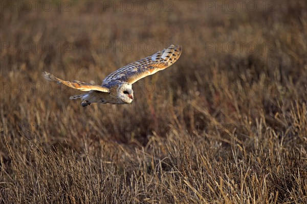 Common barn owl (Tyto alba)