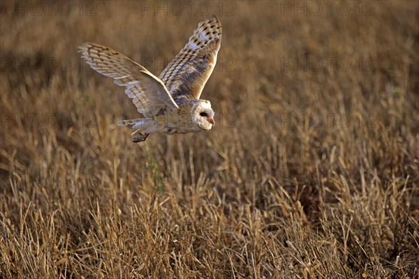 Common barn owl (Tyto alba)