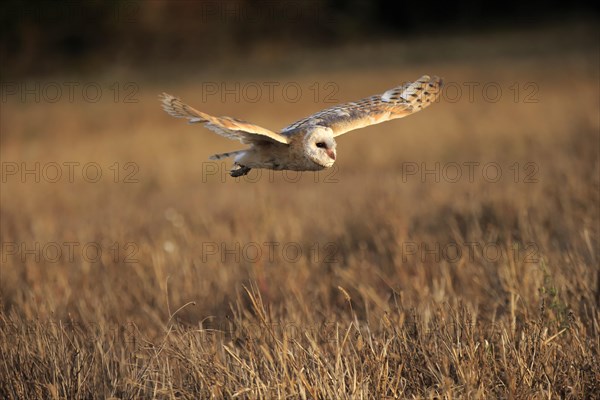 Common barn owl (Tyto alba)