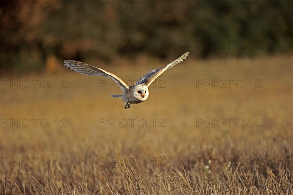 Common barn owl (Tyto alba)