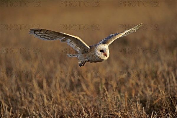 Common barn owl (Tyto alba)