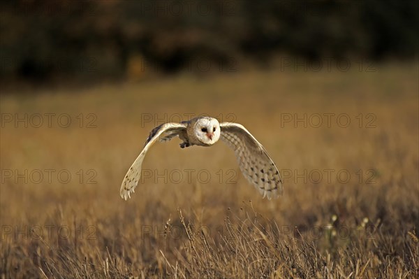 Common barn owl (Tyto alba)