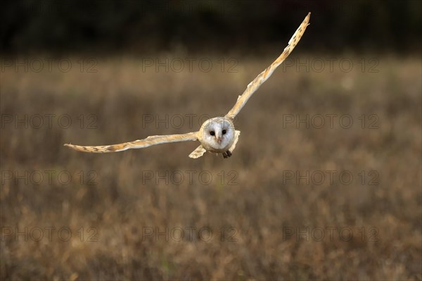 Common barn owl (Tyto alba)