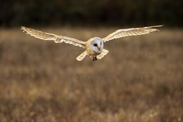 Common barn owl (Tyto alba)