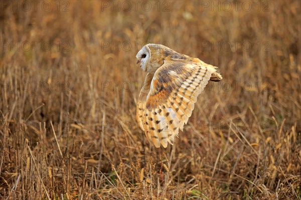 Common barn owl (Tyto alba)