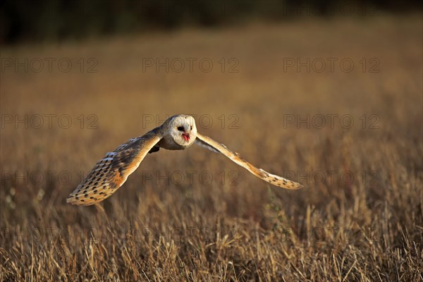 Common barn owl (Tyto alba)