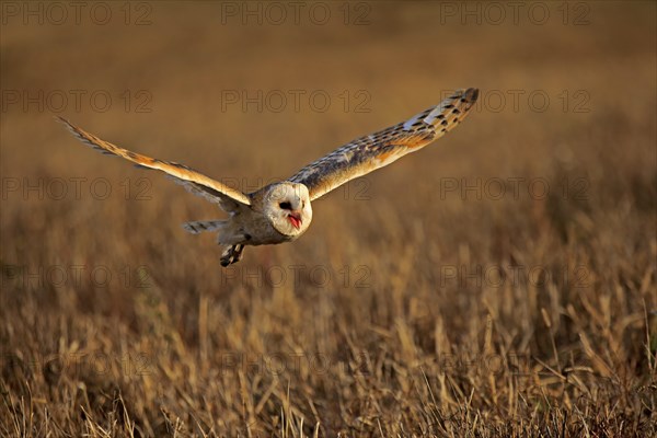 Common barn owl (Tyto alba)