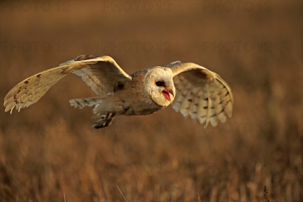 Common barn owl (Tyto alba)