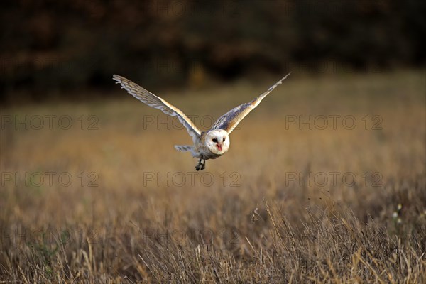 Common barn owl (Tyto alba)