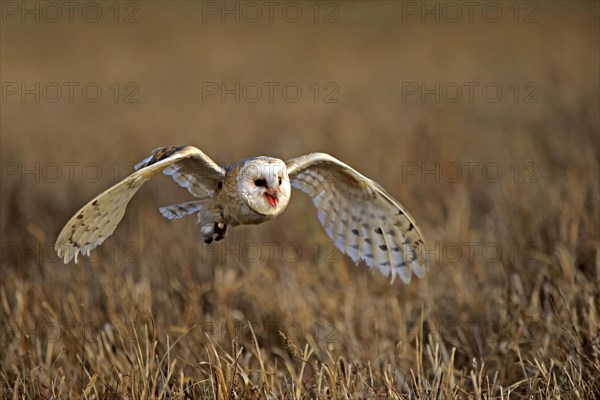 Common barn owl (Tyto alba)