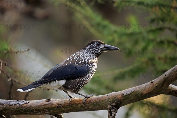 Spotted nutcracker (Nucifraga caryocatactes)