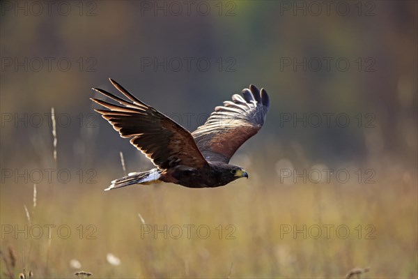 Harris's hawk (Parabuteo unicinctus)