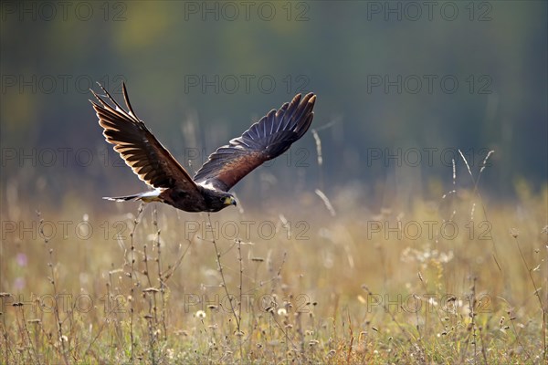 Harris's hawk (Parabuteo unicinctus)