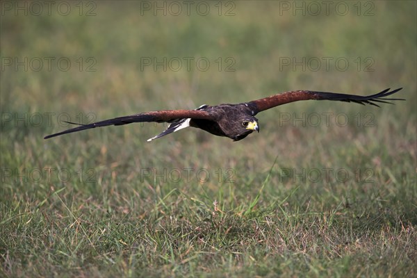 Harris's hawk (Parabuteo unicinctus)