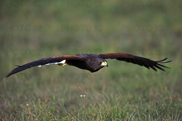 Harris's hawk (Parabuteo unicinctus)