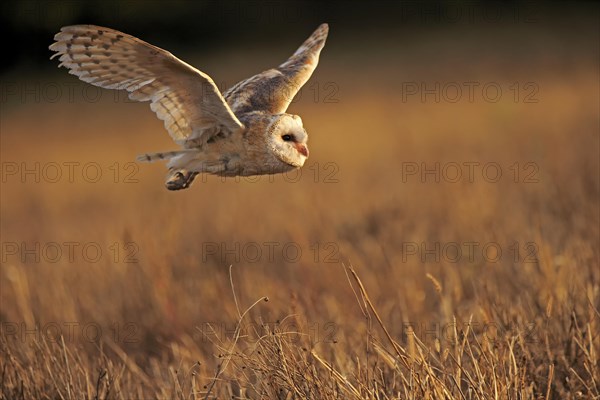 Common barn owl (Tyto alba)