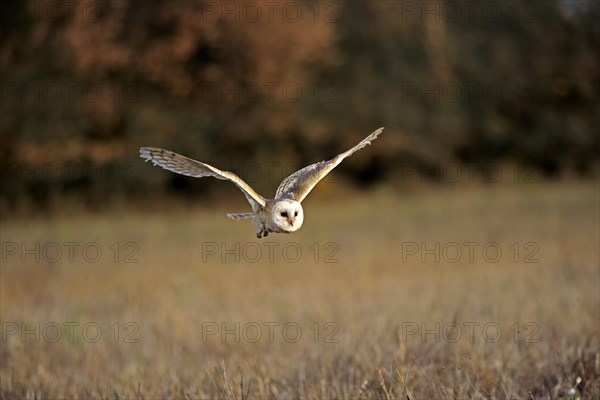 Common barn owl (Tyto alba)