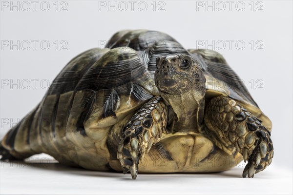 Marginated tortoise (Testudo marginata)