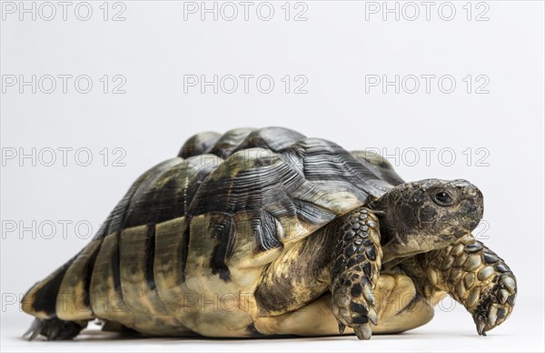 Marginated tortoise (Testudo marginata)