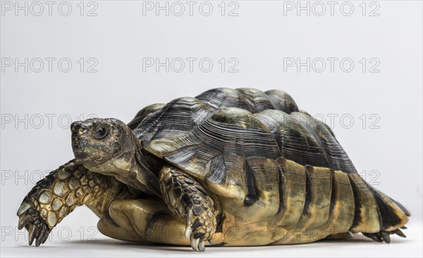 Marginated tortoise (Testudo marginata)