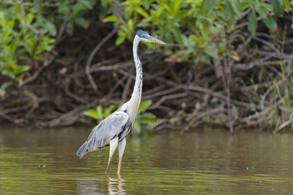 Cocoi heron (Ardea cocoi) in water