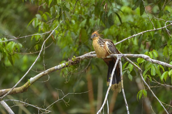 Hoatzin