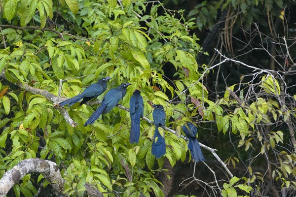 Several greater anis (Crotophaga major) lined up on branch