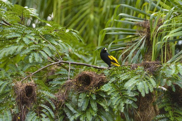 Yellow-rumped cacique (Cacicus cela) on branch