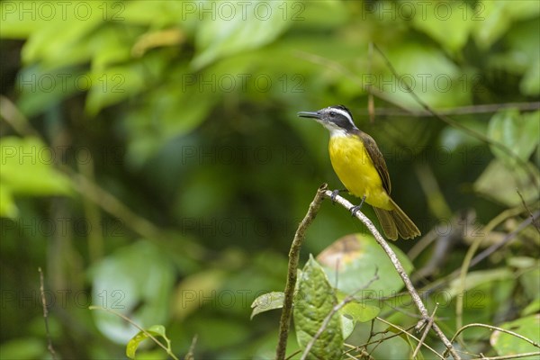 Lesser kiskadee (Pitangus lictor) on branch