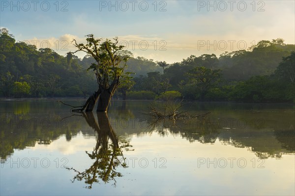 Tree (Macrolobium acaciifolium) reflected in Laguna Grande