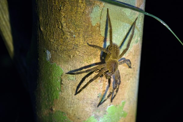 Brazilian wandering spider (Phoneutria spp.)