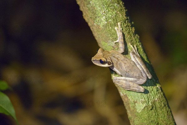 Flat-headed Treefrog (Osteocephalus planiceps)