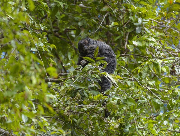 Monchsaffe (Pithecia monachus) in dense rainforest vegetation