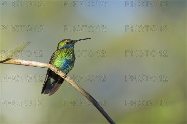 Sparkling violetear (Colibri coruscans)