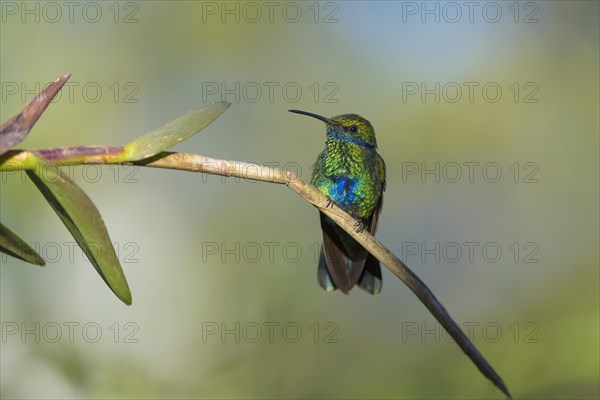 Sparkling violetear (Colibri coruscans)