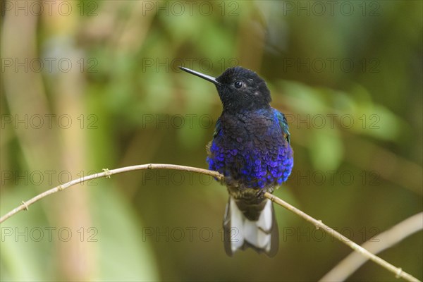 Velvet-purple coronet (Boissonneaua Jardini) sitting on branch