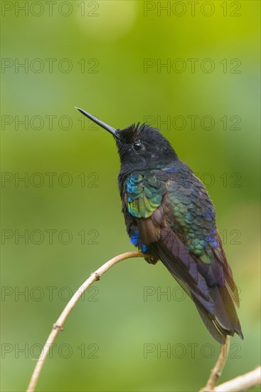 Velvet-purple coronet (Boissonneaua Jardini) sitting on branch