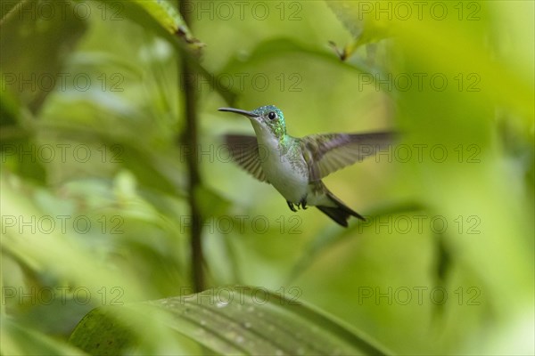 Andean emerald (Amazilia franciae)