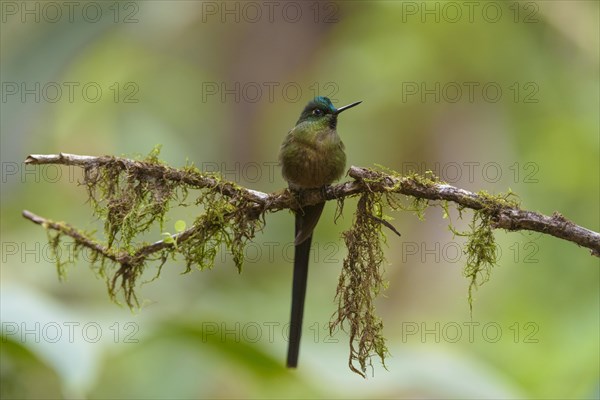 Violet-tailed sylph (Aglaiocercus coelestis)