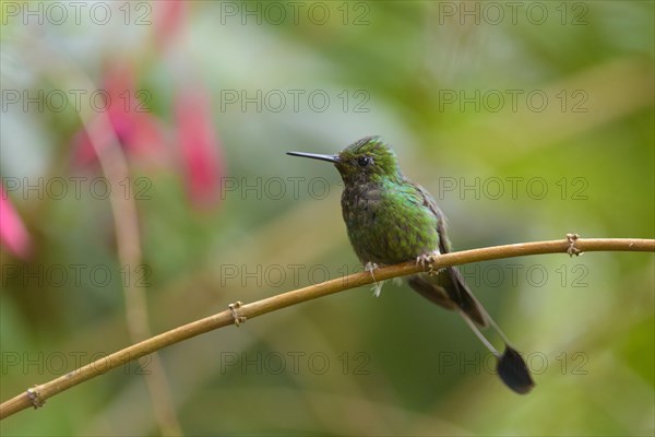 Booted racket-tail (Ocreatus underwoodii)