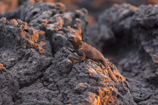 Galapagos marine iguana (Amblyrhynchus cristatus) on lava rock