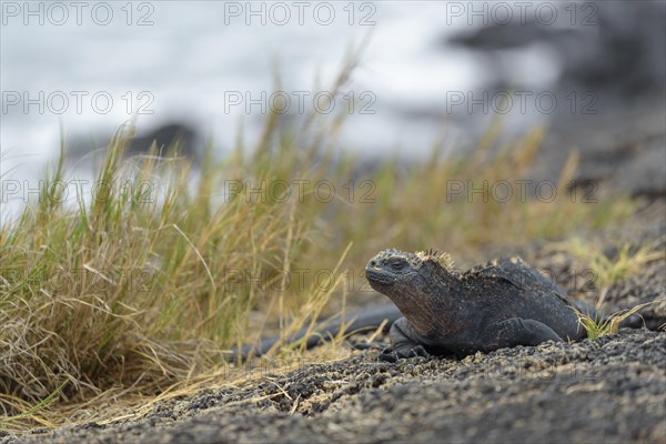 Galapagos marine iguana (Amblyrhynchus cristatus) on beach