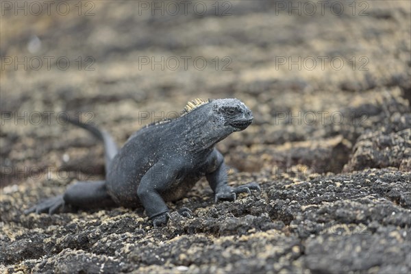 Galapagos marine iguana (Amblyrhynchus cristatus) on lava rock