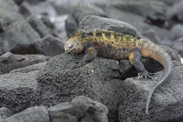 Galapagos marine iguana (Amblyrhynchus cristatus) lying on lava rock